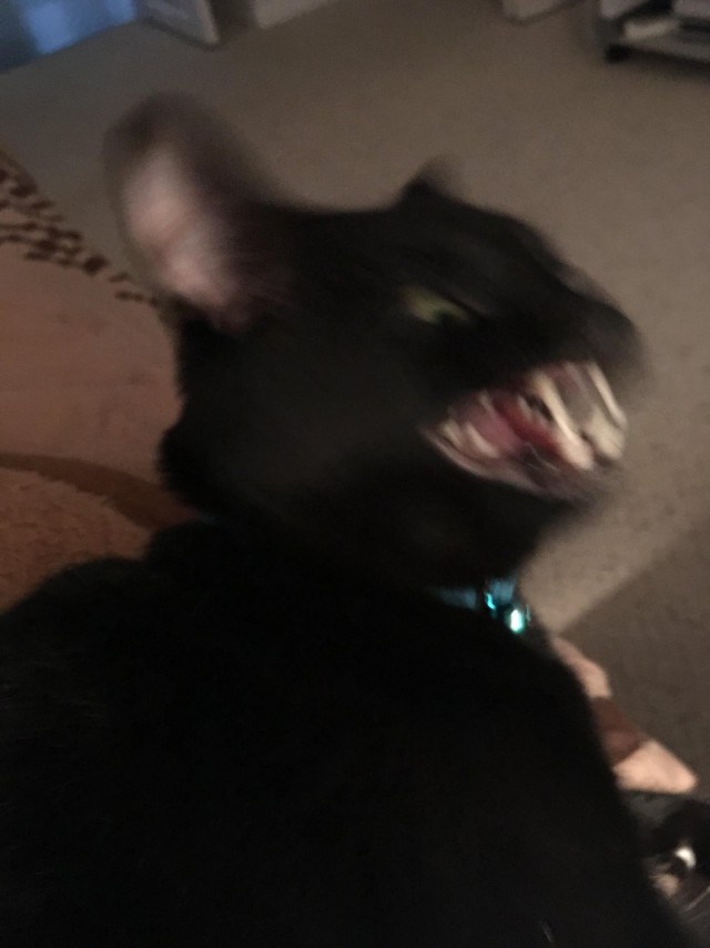 Коты и Кошки