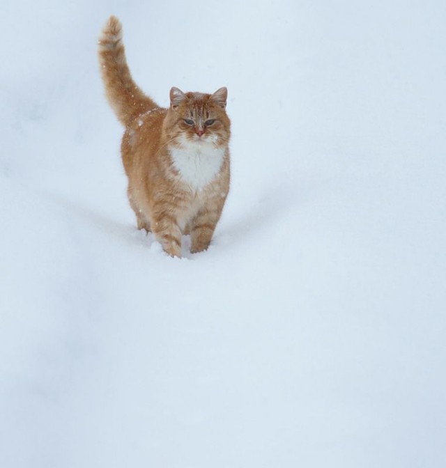 Коты и Кошки
