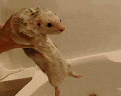 Невероятно гибкая девушка