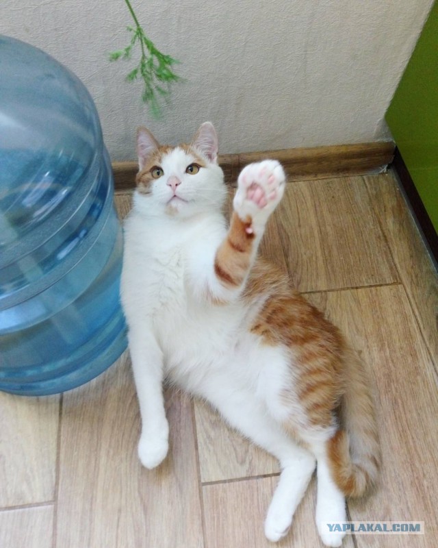 Котовторник 18.07.2017
