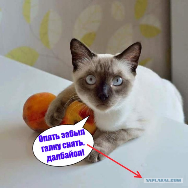 Я не умею рисовать котов? Да ладно...
