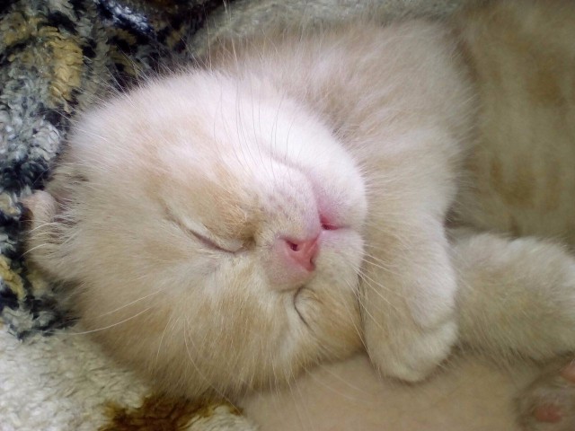 Коты и Кошки