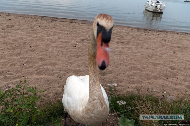 Как могла бы выглядеть русская деревня под грузом европейских ценностей