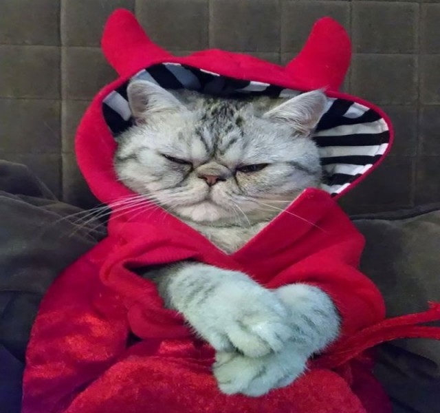 Коты и Кошки