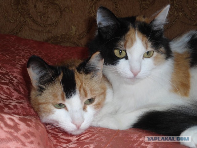 Котовторник