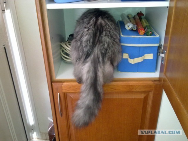 Котовторник 13.03.2018