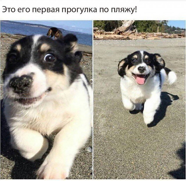 Живность из сети