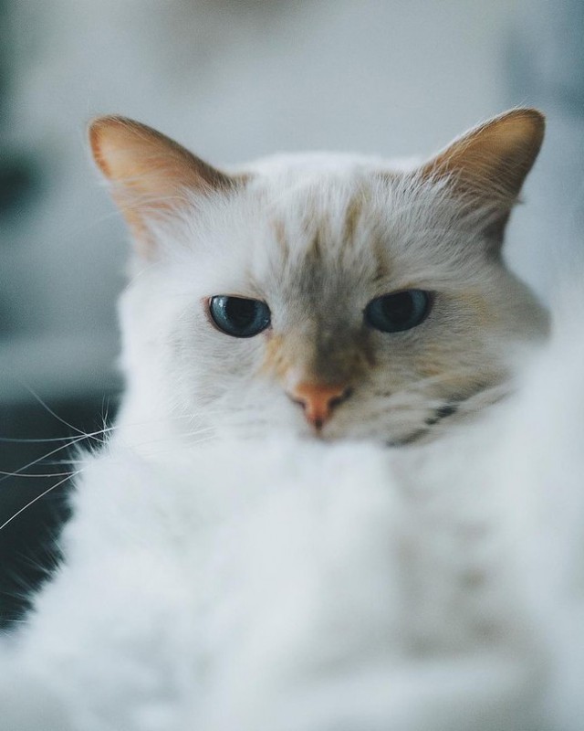 Неадекватные коты