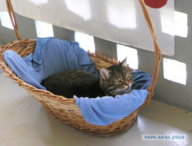 Котовторник  на  ЯПлакалъ