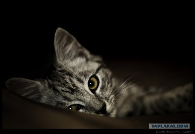 Котовторник в ЯПонии (58 фот)