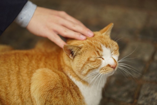 Прикольных котов пост