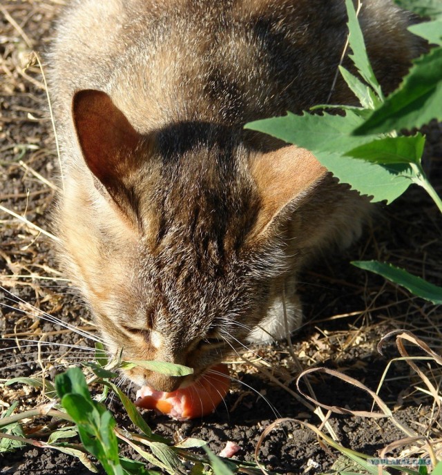 Котовторник, для любителей кошек