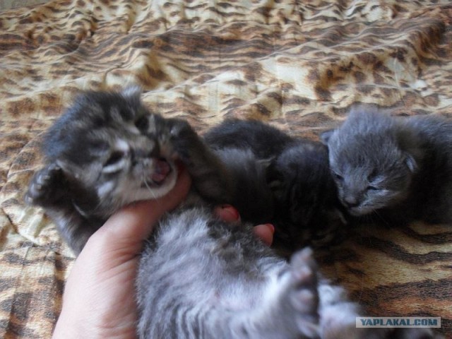 Котовторник: Кошки и ягнёнок