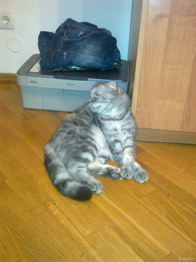 Котовторник так котовторник!