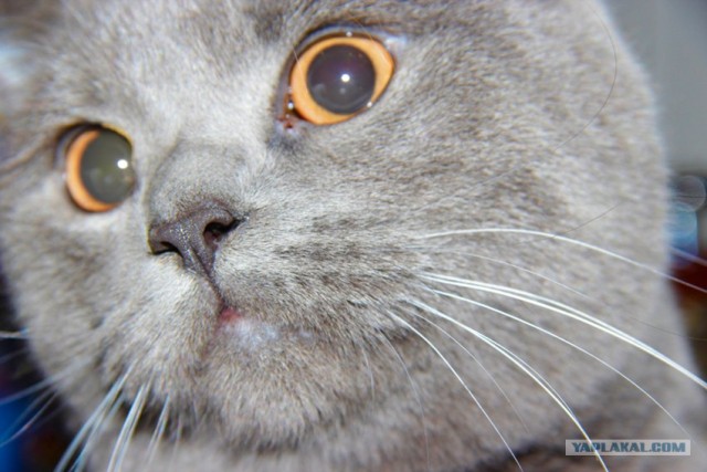 Котовторник! 13.03.2012