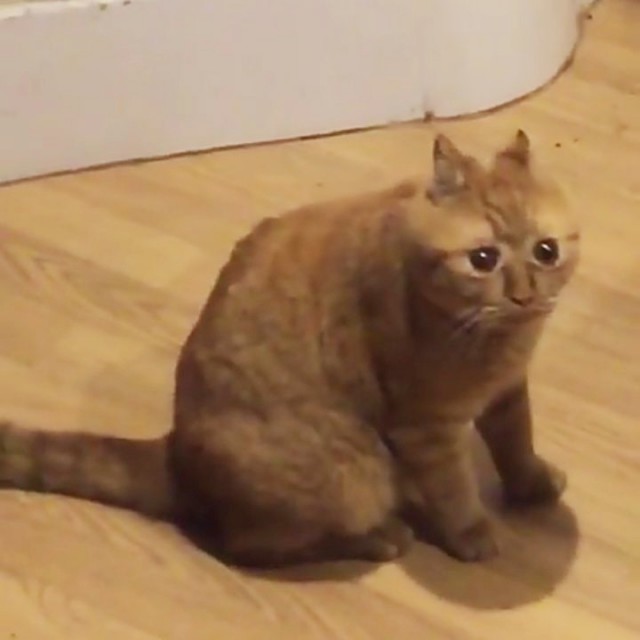Прикольных котов пост