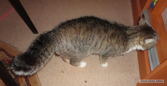 Котовторник 1 мая 2012