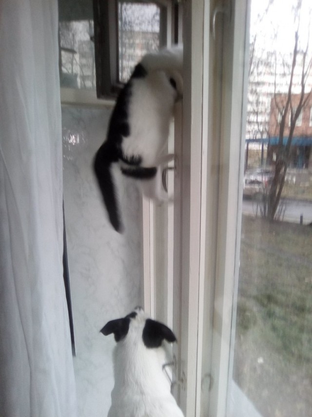 Живность из сети