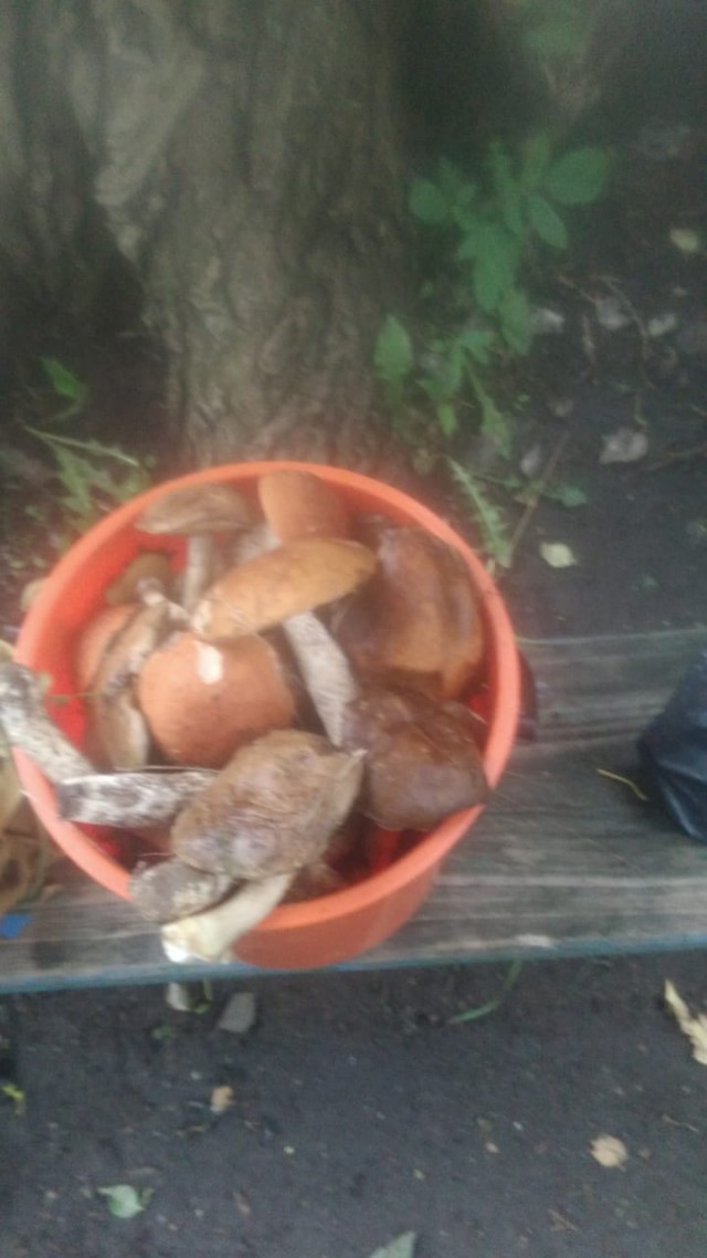 Подарки из леса