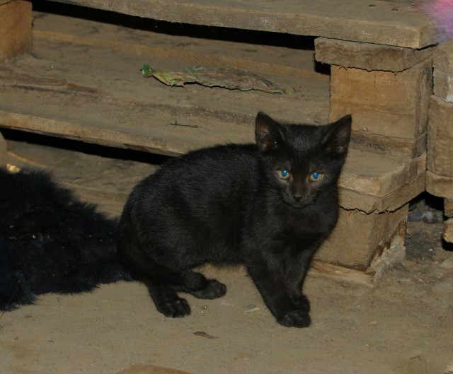 Забавные фото котеек