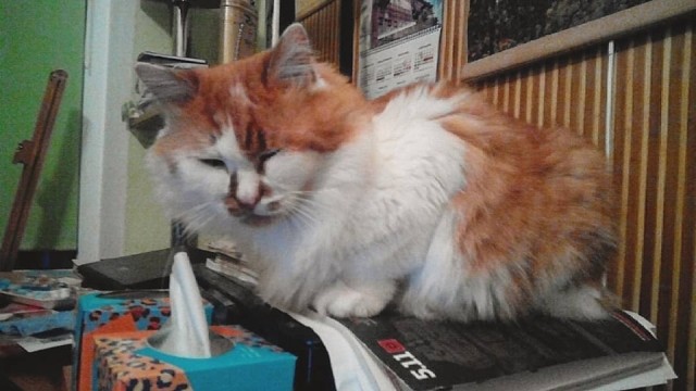 Начнем котоФторник?