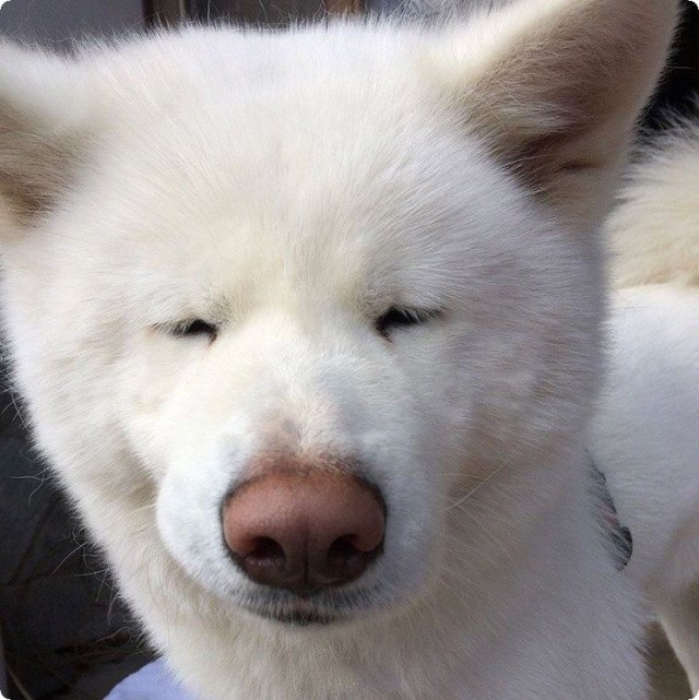 Живность из сети