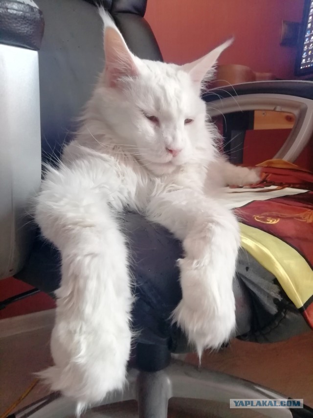 Коты, которые нас порадовали!