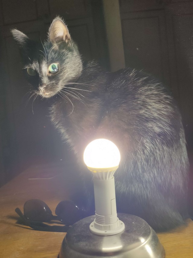 Котовторник 17.11.20
