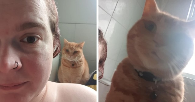 Дом мой. Кот не мой: 15 случаев, когда коты нагло вламывались в чужие дома