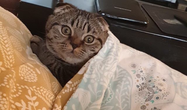 Моя красотка