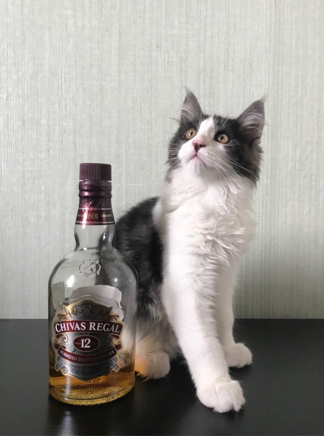 Котовторник же!