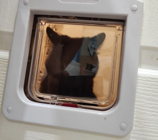 Кошки , кошечки, котяры 14.03.21