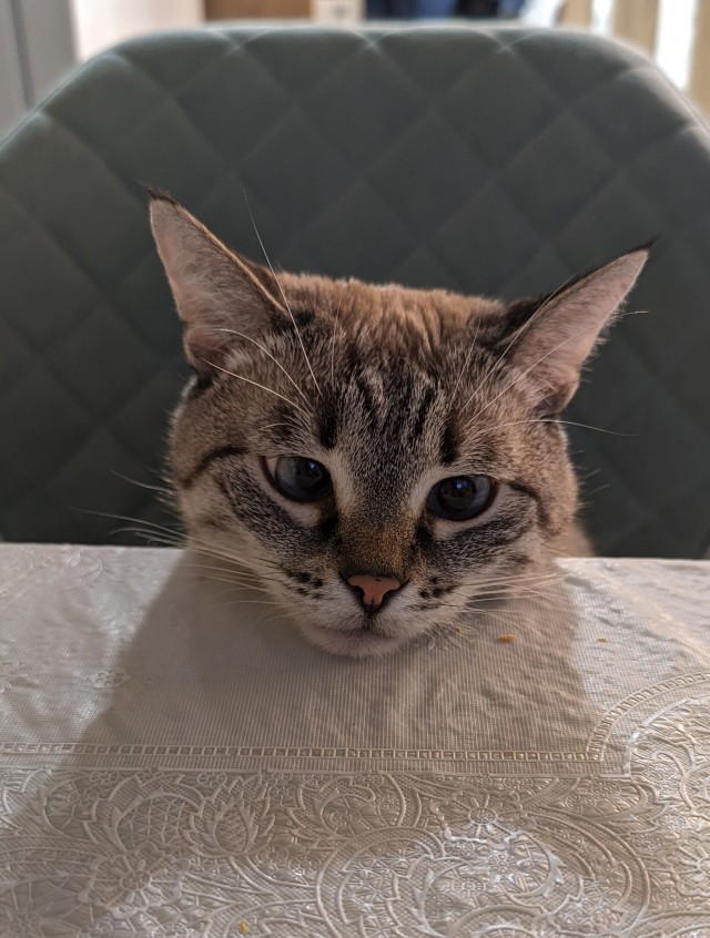 Котовторник. Поговорим о кличках, друзья