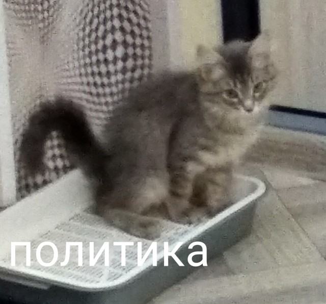 ЯПовчане - ОСТАНОВИТЕСЬ!
