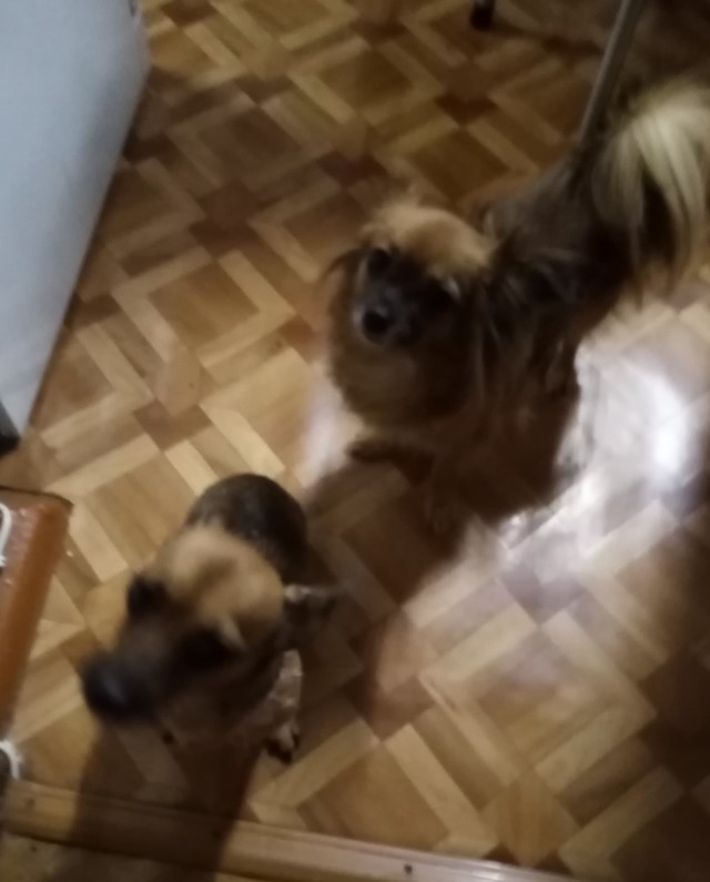 Собачий четверг же