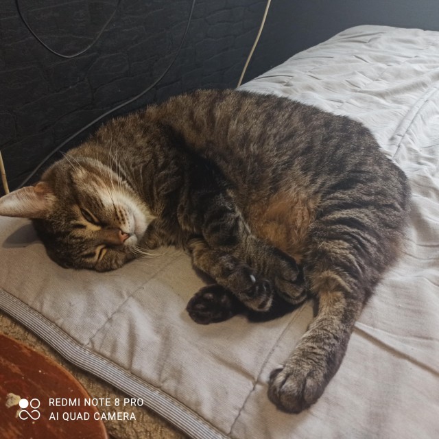 Долой политику, ура котикам!