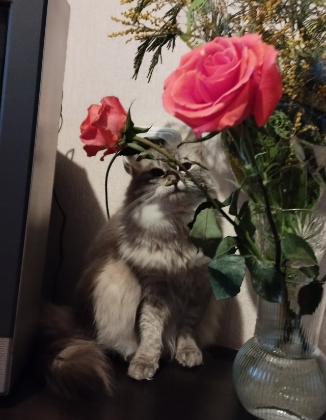 А что это мы котовторник не начинаем? Время пришло!