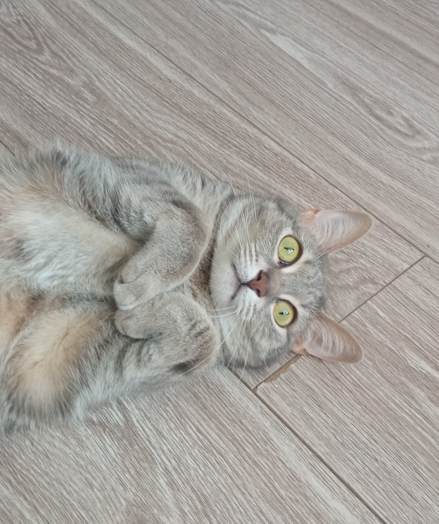 Кот всегда добьётся своего