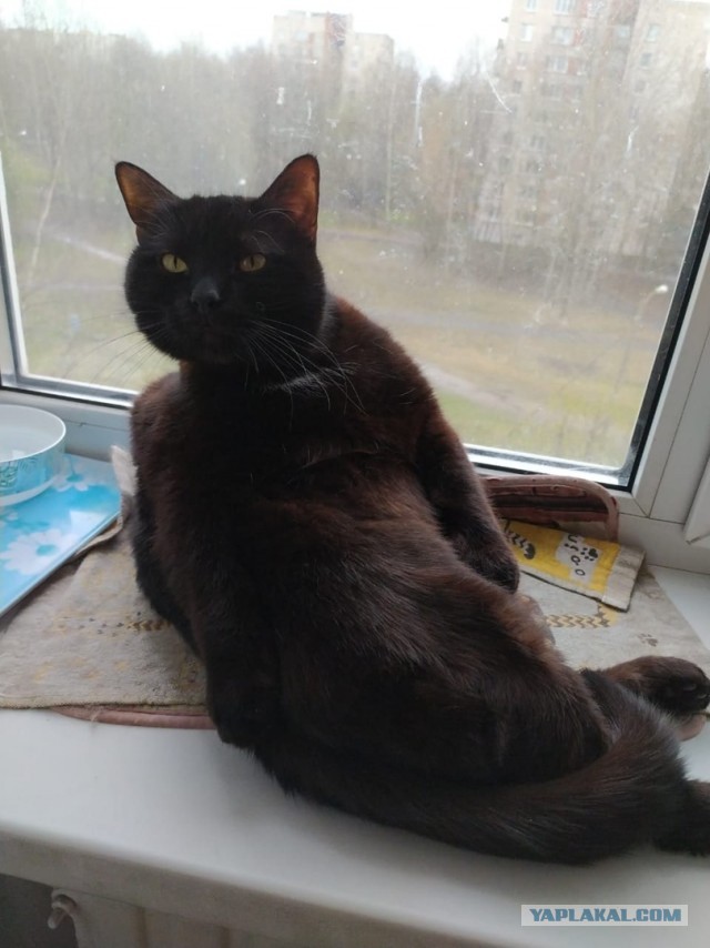 Котовторник ведь начался!