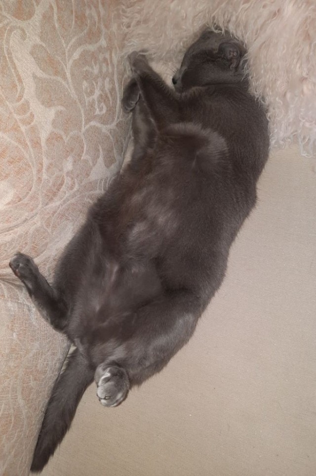 Котовторник 07.06.2022