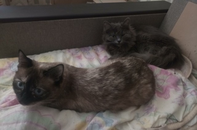Кот притащил котёнка