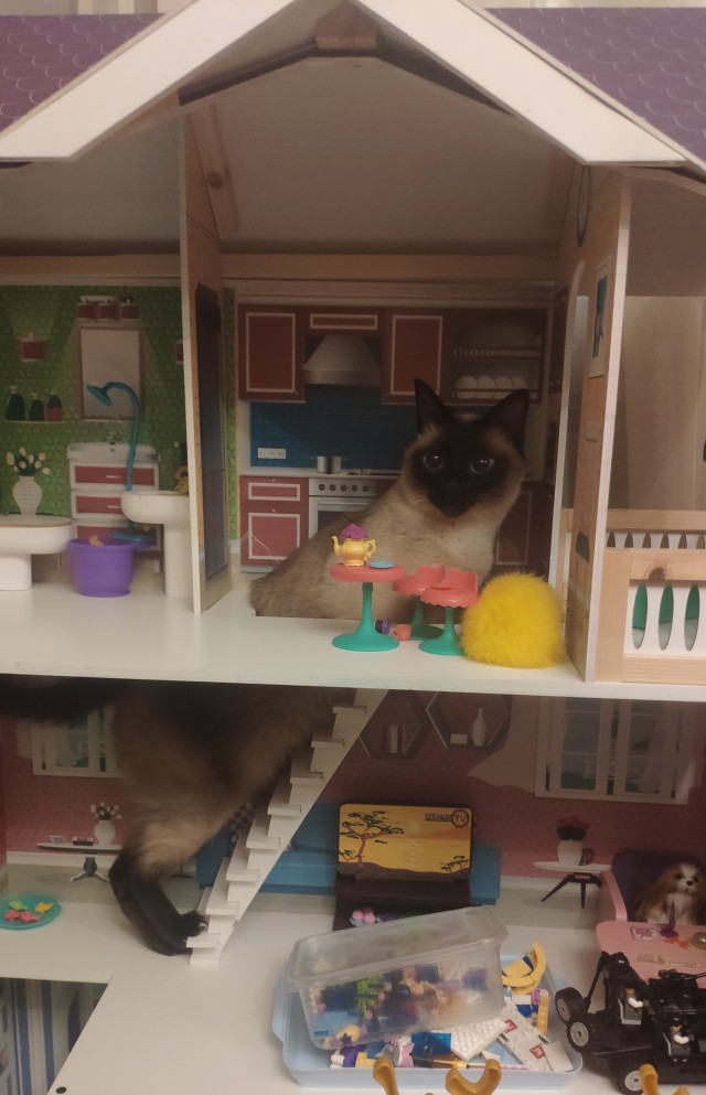 Начну котовторник чуть раньше!