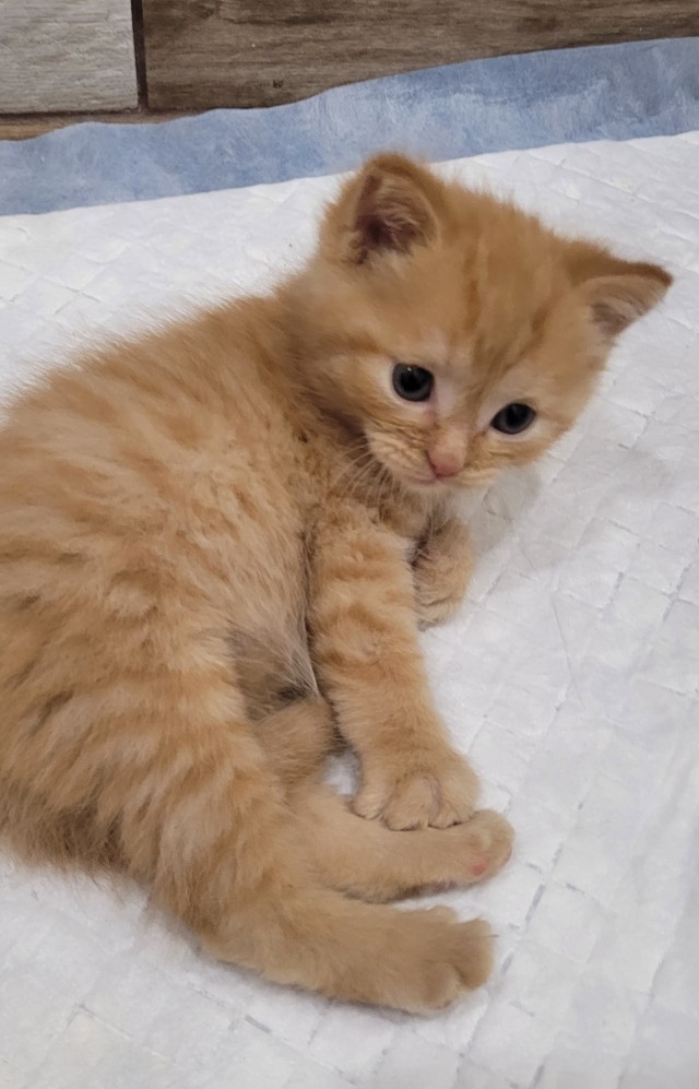 Мой котовторник