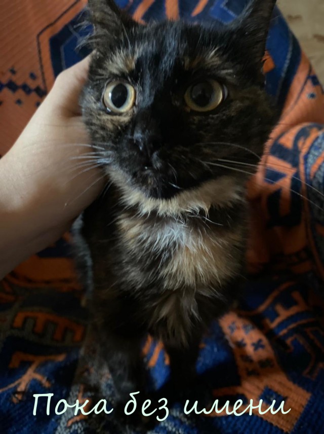 Жизнь домашнего приюта "Котоленд" 362