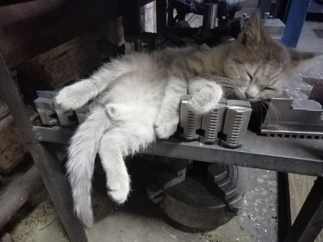 Коты-работяги