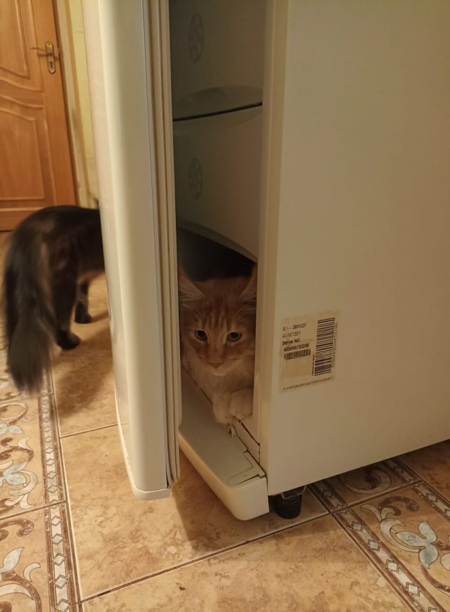 Кошка