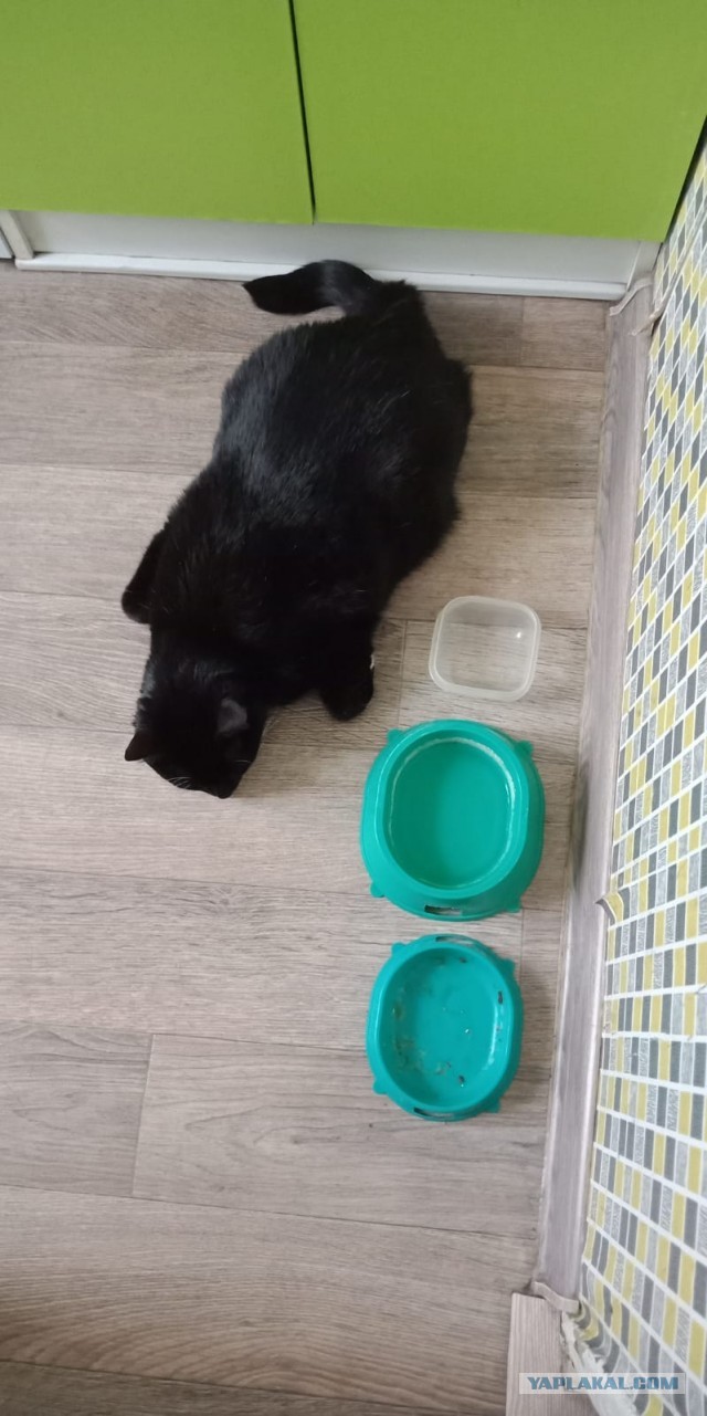 Котовторнику посвящается