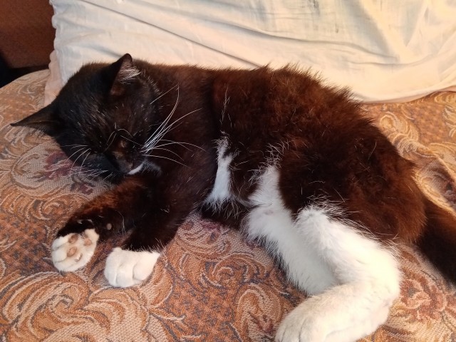 Котовторник