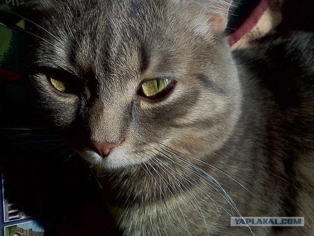 Котовторник 09.04.2013