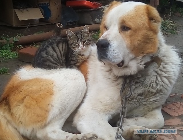 Какое чудо,что у нас есть такие друзья